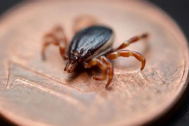Bisa Kejar Manusia, Kutu Pemburu Ini Bawa Virus Mematikan