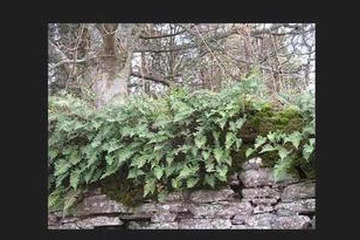 Semakin banyak tanaman pakis, semakin banyak pula dedaunan yang menutup rumah Anda. Jika tertarik dengan jenis ini, pilih saja pakis Boston untuk ditanam di atas pagar beton Anda.