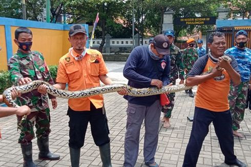 Ular Sanca Kembang Bersembunyi di Belakang TV Gegerkan Warga