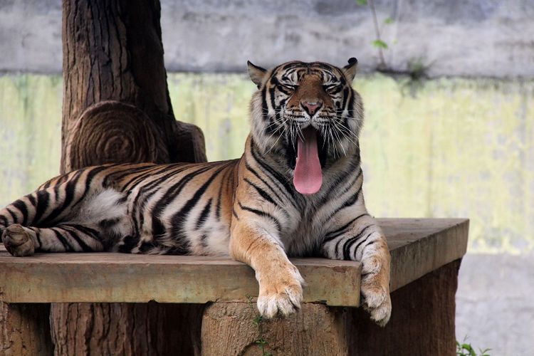 Harimau Sumatera di Taman Satwa Taru Jurug, Surakarta, Jawa Tengah DOK. Shutterstock