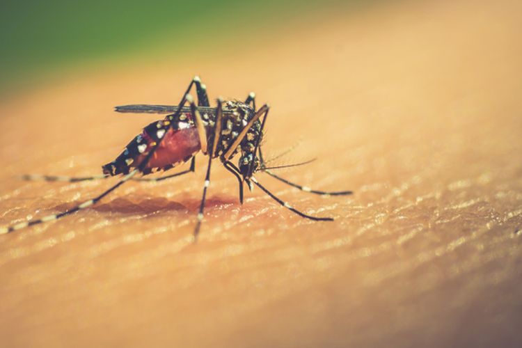 Ilustrasi nyamuk Aedes aegypti.