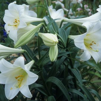 Ilustrasi bunga easter lily putih.