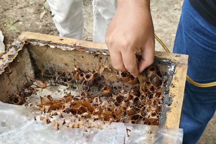 Panen madu lebah galo galo di Desa Wisata Koto Kaciak, Tanjung Raya, Agam, Sumatera Barat, Senin (15/4/2024). 