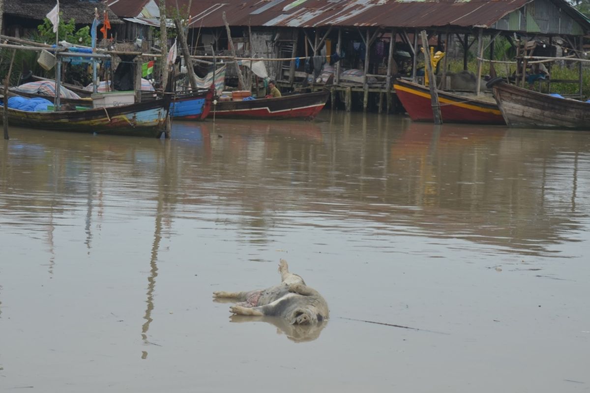 Seekor bangkai babi melintas di Sungai Bedagai, di Kecamatan Tanjung Beringin, Serdang Bedagai, Jumat pagi tadi (8/11/2019). Warga mengeluhkan karena baunya menyengat. Di Serdang Bedagai, sudah ada 500 ekor babi yang mati dari total populasi 31.000 ekor.