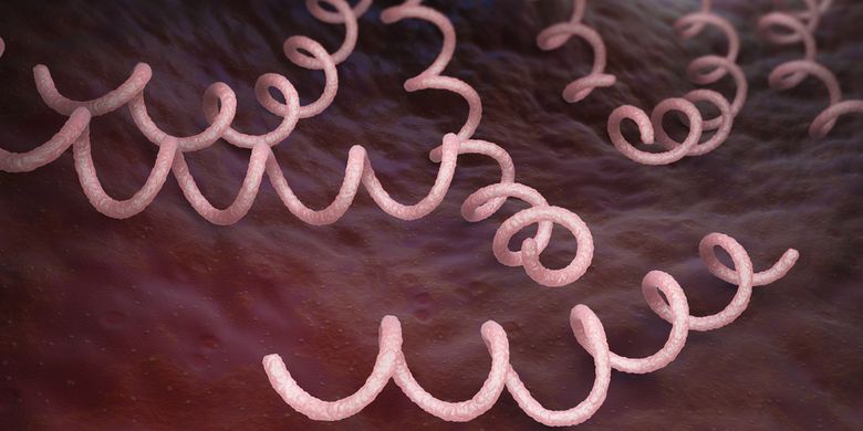 Bakteri Treponema pallidum penyebab penyakit sifilis