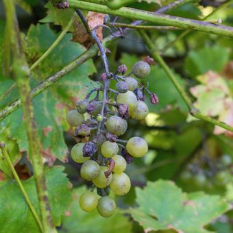 Ilustrasi penyakit downy mildew pada anggur