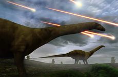 Bagaimana Kecoak Selamat dari Asteroid yang Musnahkan Dinosaurus?