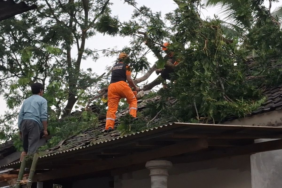 Petugas BPBD Lumajang evakuasi pohon yang timpa rumah warga akibat angin puting beliung, Rabu (3/12/2025)