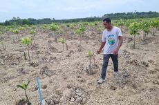 Berbagai Cara Pelestarian Mangrove, Rehabilitasi sampai Libatkan Masyarakat