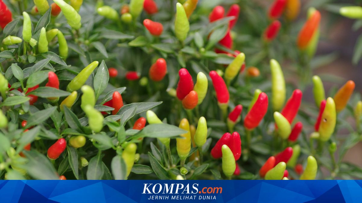 Benarkah Obat Parasetamol Bisa Bikin Tanaman Subur? Ini Penjelasan Ahli IPB
