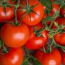 Kenapa Daun Tanaman Tomat Berbintik Abu-abu? Ini Penjelasannya