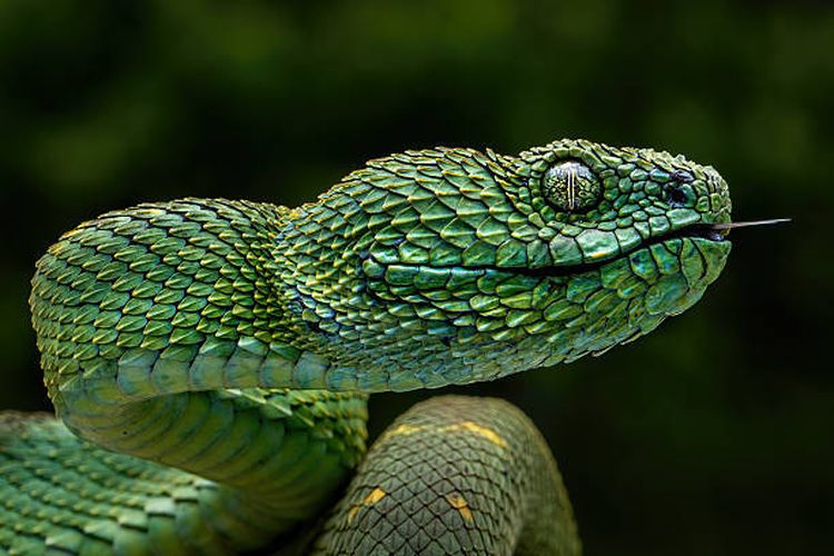  ilustrasi ular hijau ekor merah