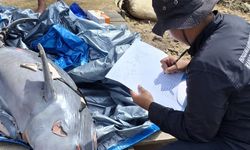 2 Ekor Pesut Mahakam Mati Diduga karena Lonjakan Aktivitas Tongkang Batu Bara