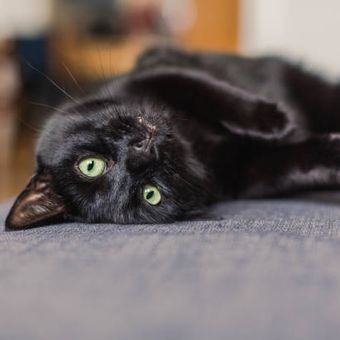 Ilustrasi kucing Bombay, ras kucing berbulu hitam.