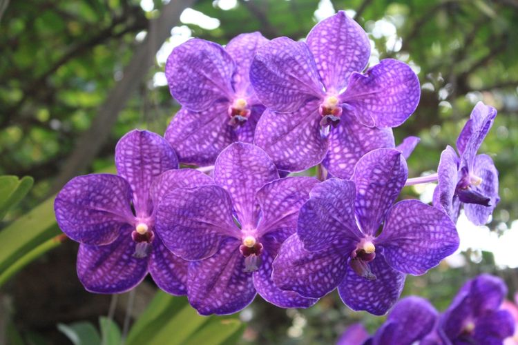 Ilustrasi bunga anggrek vanda (Vanda coerulea).