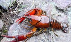 Pakar IPB University Dorong Hilirisasi Industri Lobster Nasional