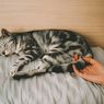 Bukan Malas, Ini Alasan Kucing Banyak Tidur