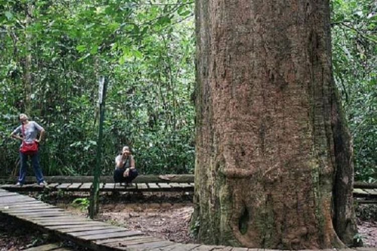 Pohon ulin setinggi 20 meter dan berdiameter 2,47 meter ini merupakan ulin terbesar di Indonesia, juga dunia. Pohon yang diperkirakan berumur 1.000 tahun ini menjadi ikon Wisata Alam Sangkima, bagian terluar dari Taman Nasional Kutai, hutan hujan tropis dataran rendah di Kabupaten Kutai Timur, Kalimantan Timur.