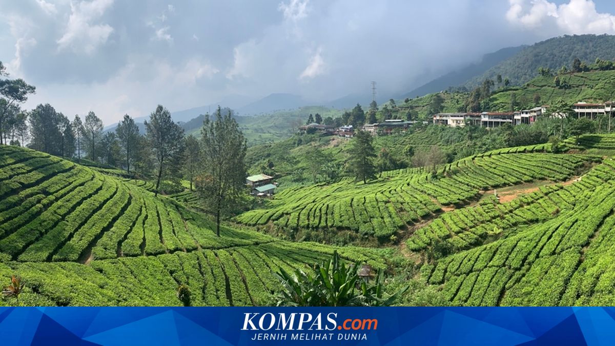 Wisatawan Asal Tangerang Jatuh dari Balkon Hotel di Puncak Bogor, Nyangkut di Pohon dan Selamat