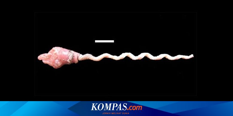 Teka Teki Penis Bebek Yang Bisa Membesar Hingga 10 Kali Lipat Halaman All Kompas Com