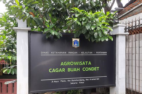 Kisah Pengelola Cagar Buah Condet Pertahankan Maskot Jakarta