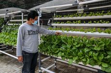 Ini Kendala yang Umum Terjadi Dalam Urban Farming