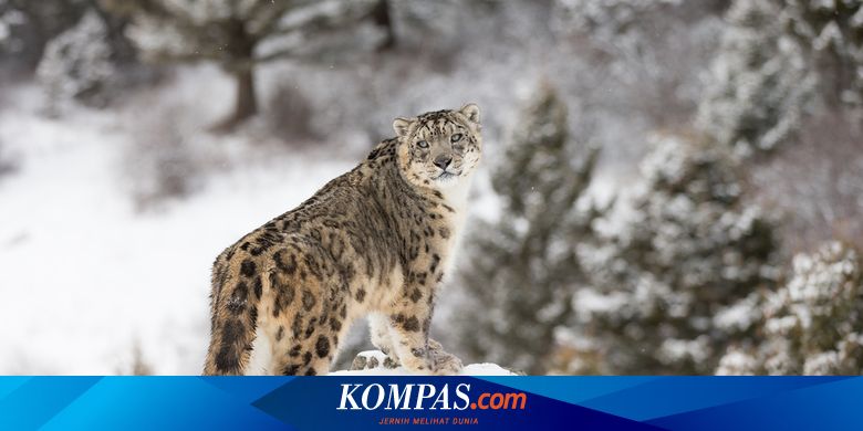Wisatawan Diserang Macan Tutul Salju di Xinjiang, China Kisah Peringatan untuk Berswafoto