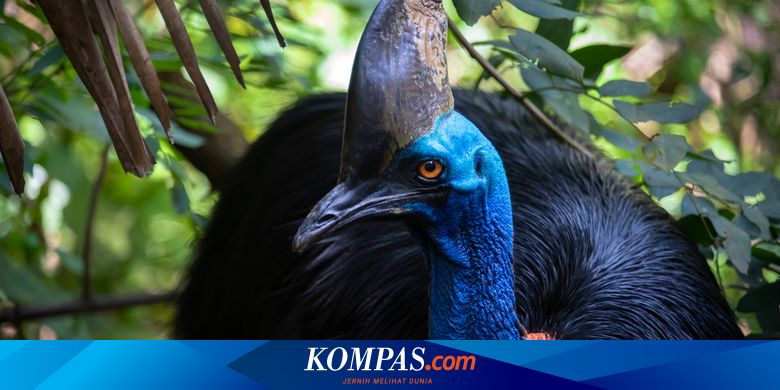 18.000 Tahun Lalu Manusia Besarkan Burung Paling Berbahaya di Dunia - Vimarsana News
