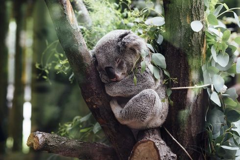 Fakta Koala: Tidur 22 Jam Sehari, Sisanya untuk Makan dan Cari Jodoh