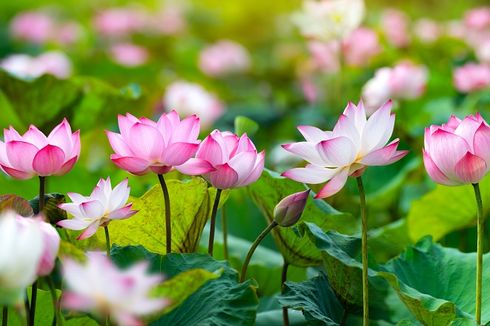 Cara Menanam Bunga Lotus di Sawah Bekas Padi