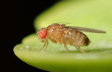 Lalat buah (Drosophila melanogaster). Lalat jantan dari spesies ini diketahui mengeluarkan zat kimia yang membuat lalat betina tetap tidur setelah kawin.
