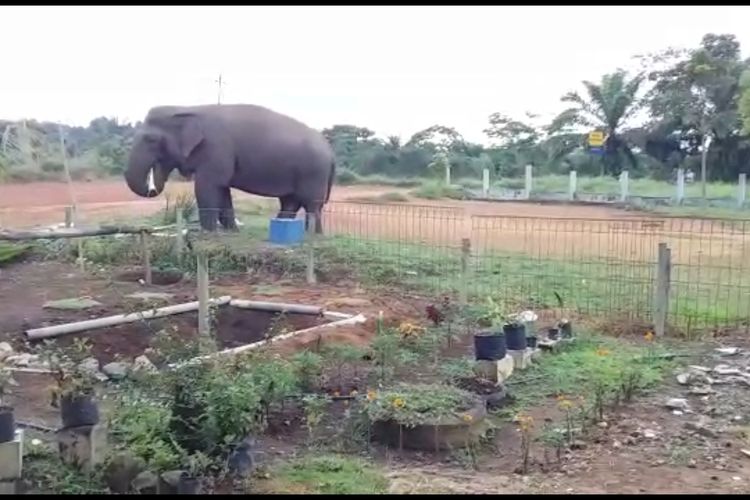 Aktivitas seekor gajah di SD Negeri Dirgantara, Bener Meriah, Aceh. 