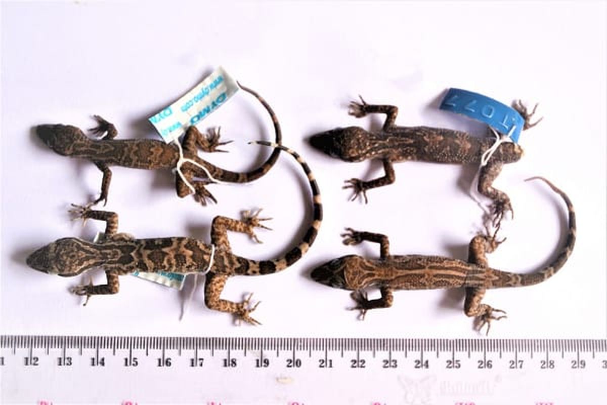 Cyrtodactylus hamidyi  (Cecak Jarilengkung hamidy)