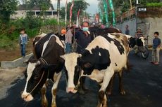 Tradisi Syawalan Lebaran Ketupat, Warga Boyolali Arak Sapi Keliling Kampung