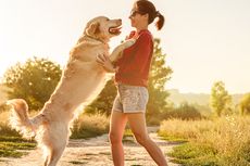 6 Tips untuk Menjaga Anjing Bertubuh Besar Tetap Sehat dan Bahagia