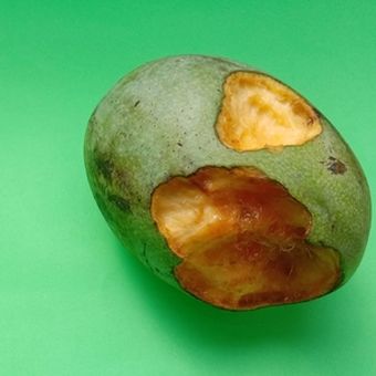 Buah mangga yang dimakan codot