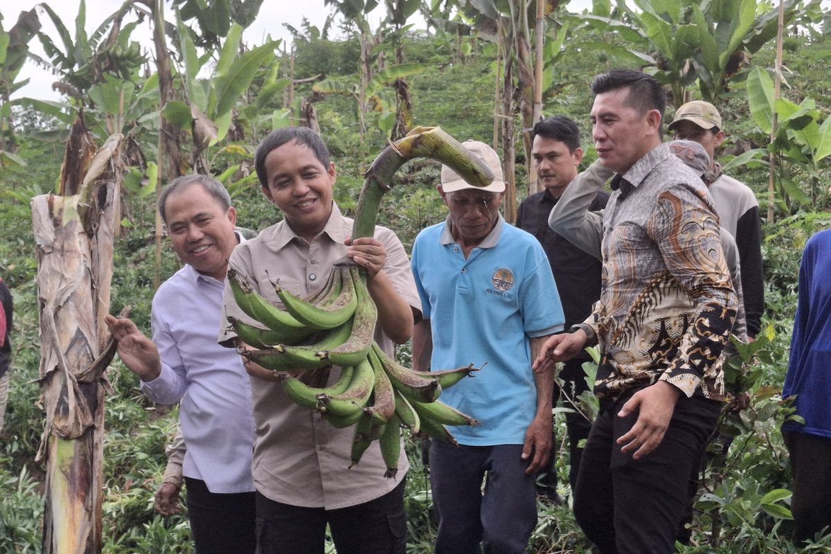 Menteri Kehutanan Republik Indonesia Raja Juli Antoni memanen pisang agung di Desa Burno, Kecamatan Senduro, Kabupaten Lumajang, Jawa Timur, Rabu (30/10/2024)