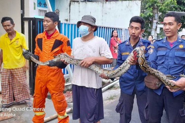 Petugas Pemadam Kebakaran (Damkar) dan Penyelamatan Kota Tangerang Selatan (Tangsel) menangkap seekor ular jenis sanca batik sepanjang sekitar 3 meter. Hewan melata itu ditangkap di Perumahan Villa Mutiara, Serpong Utara, Tangerang Selatan, pada Sabtu (10/4/2021) pagi. 