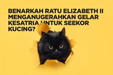 INFOGRAFIK: Benarkah Ratu Elizabeth II Beri Gelar Kesatria untuk Seekor Kucing?