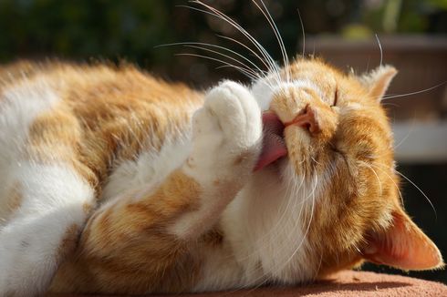 Kenapa Kucing Sering Menggigit Kukunya Sendiri? Ternyata Ini Pemicunya