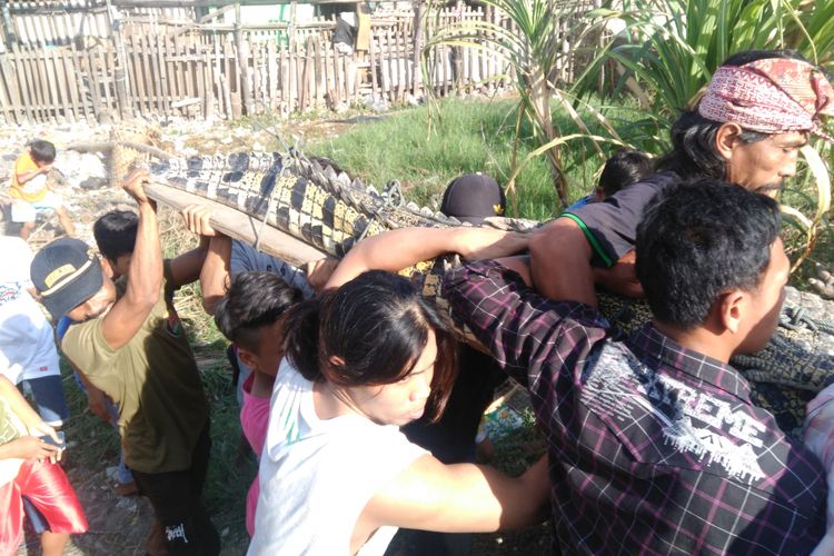 Evakuasi buaya oleh pemilik dan petugas dari BKSDA, dengan dibantu warga sekitar.