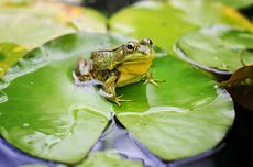 Mengapa Katak Berbunyi Saat Hujan?