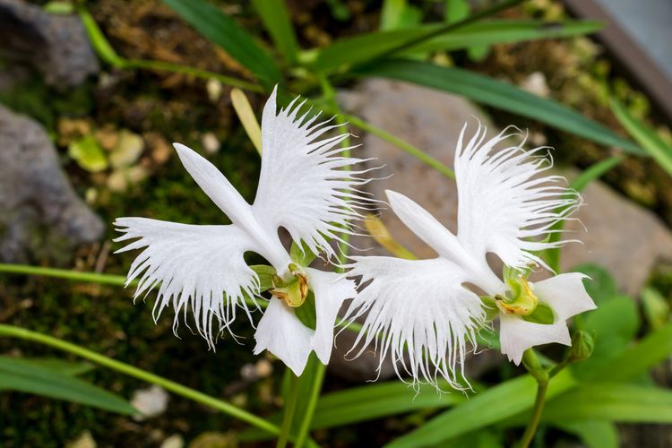 Ilustrasi tanaman hias anggrek kuntul putih atau white egret orchid. 
