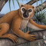 Lemur Raksasa Setinggi Manusia Hidup di Madagaskar 1.400 Tahun Lalu