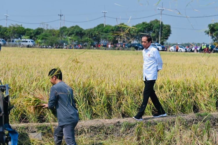 Presiden Joko Widodo saat meninjau panen padi di Kecamatan Sukra, Kabupaten Indramayu, Provinsi Jawa Barat, pada Jumat (13/10/2023).