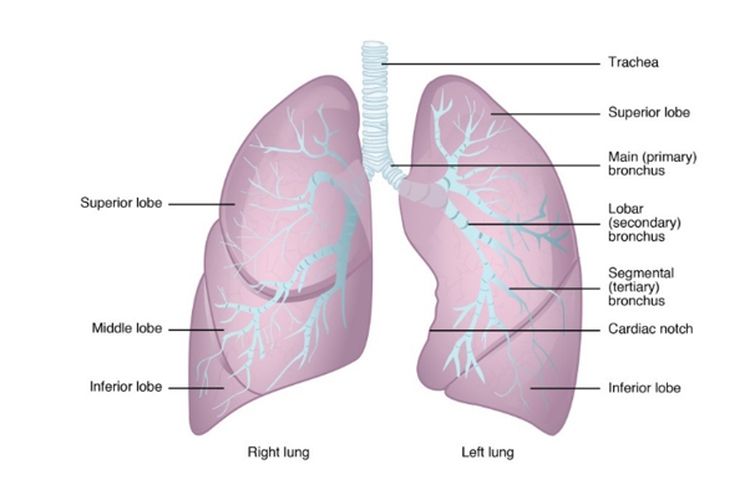 Struktur paru-paru yang terbagi menjadi lima lobus.