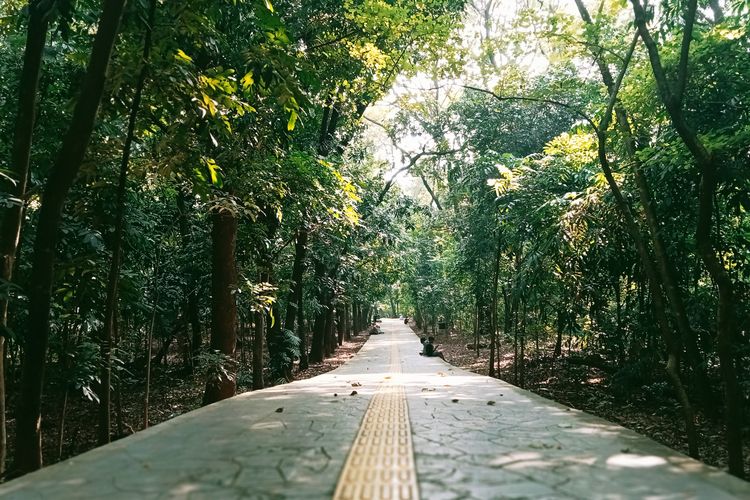 Hutan Kota Srengseng.