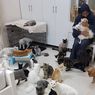 Tinggal Bersama 480 Kucing dan 12 Anjing, Wanita Ini Habiskan Rp 109 Juta Per Bulan