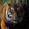 Berhadapan dengan Harimau, Sinaga: Tidak Ada Takut, Saya Bentak 3 Kali