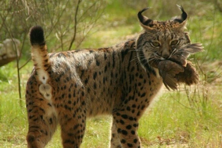Ilustrasi Iberian lynx. Para peneliti percaya bahwa Magerifelis peignei berperilaku serupa dengan Iberian lynx, spesies terancam punah yang berasal dari Eropa barat daya.
